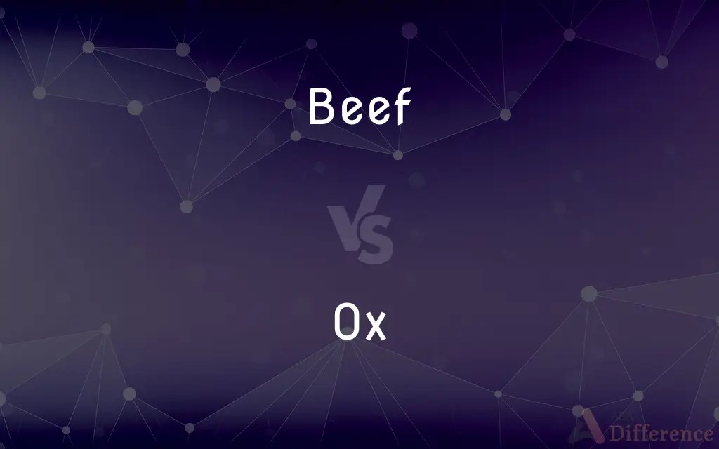 Beef vs. Ox — What’s the Difference?