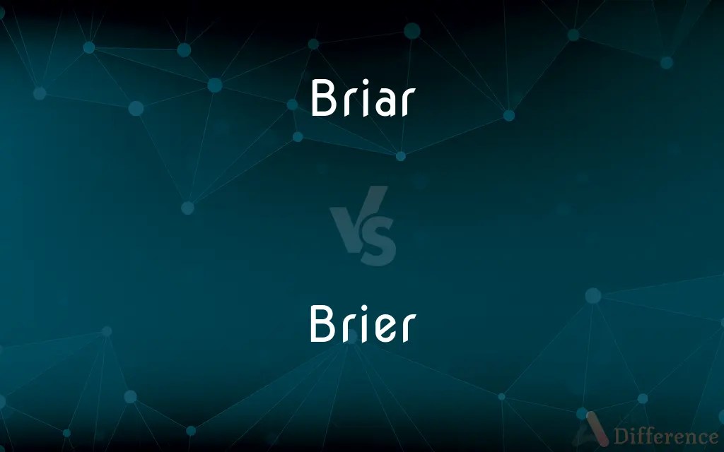 Briar vs. Brier — What’s the Difference?