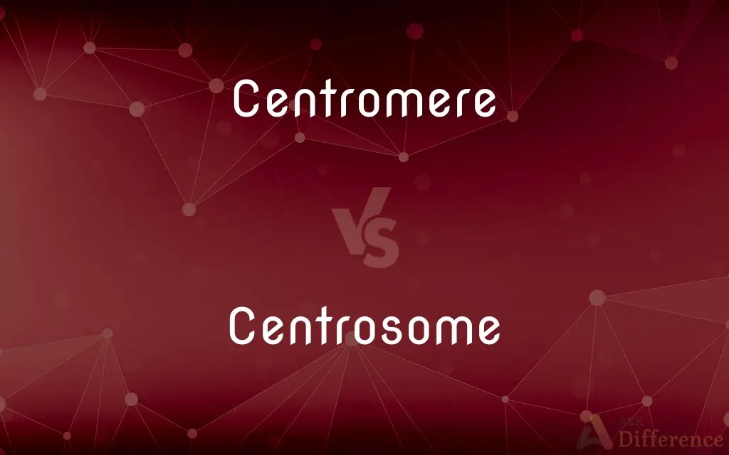 Centromere vs. Centrosome — What’s the Difference?