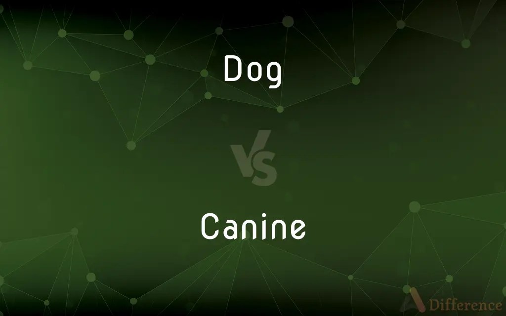 Dog vs. Canine — What’s the Difference?