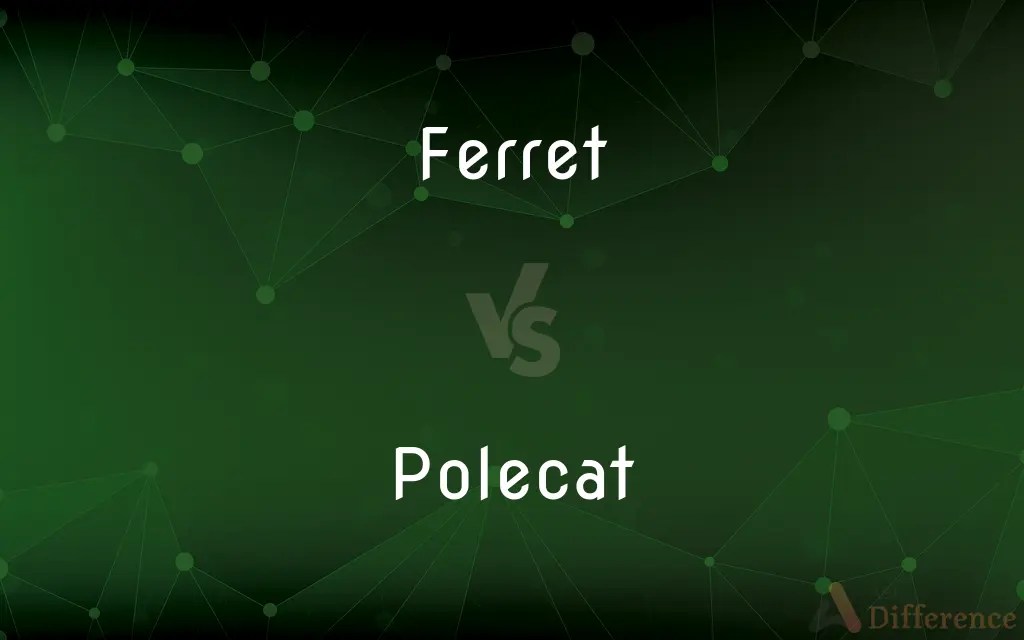 Ferret vs. Polecat — What’s the Difference?
