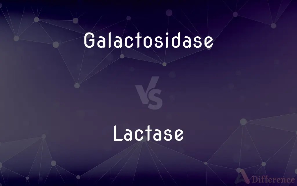 Galactosidase vs. Lactase — What’s the Difference?