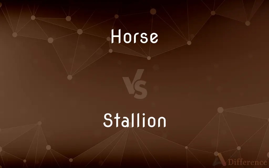 Horse vs. Stallion — What’s the Difference?