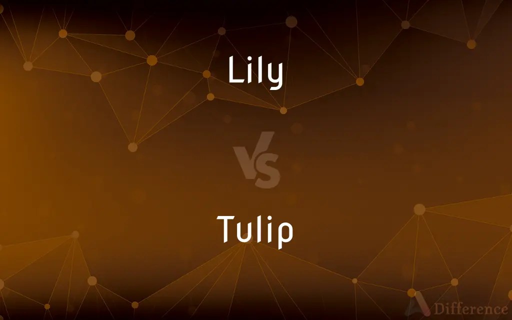 Lily vs. Tulip — What’s the Difference?