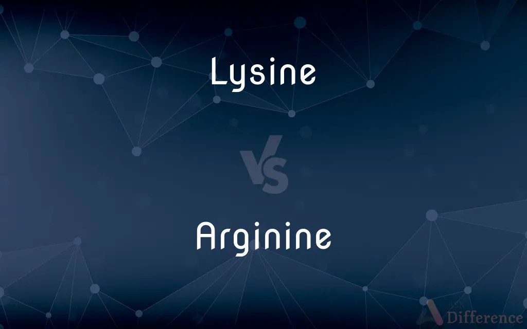 Lysine vs. Arginine — What’s the Difference?