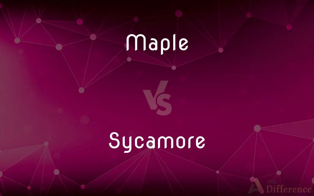 Maple vs. Sycamore — What’s the Difference?