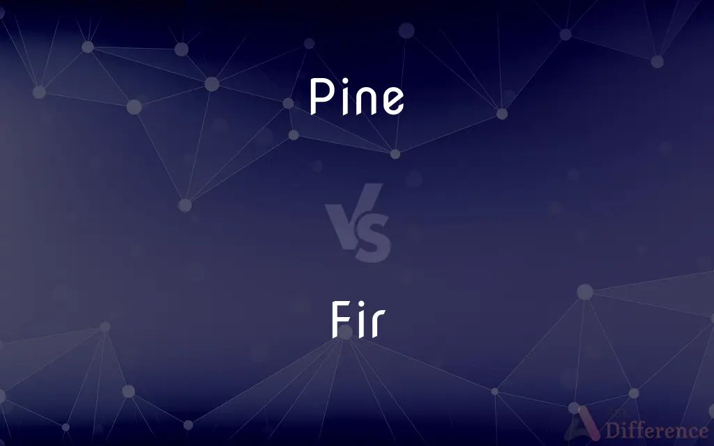 Pine vs. Fir — What’s the Difference?