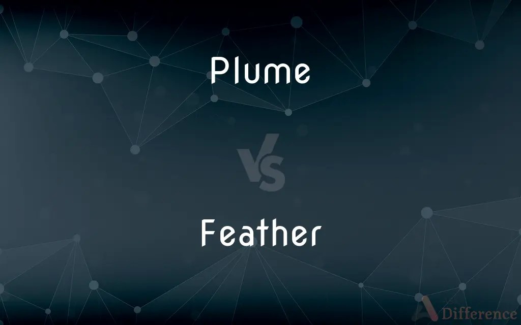 Plume vs. Feather — What’s the Difference?