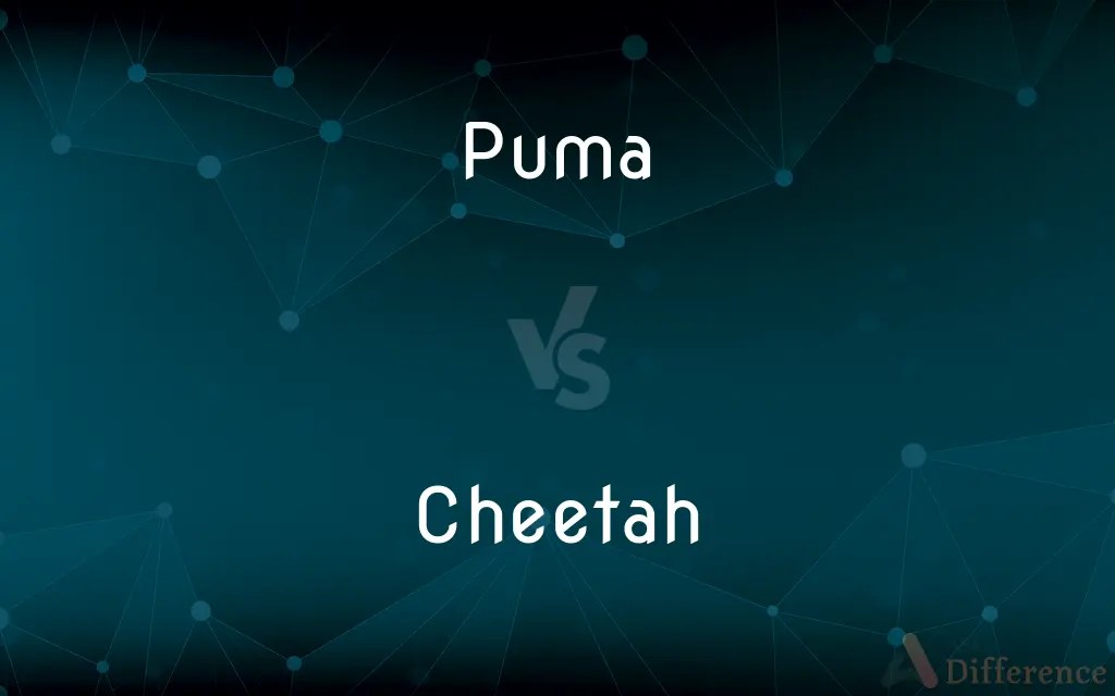 Puma vs. Cheetah — What’s the Difference?