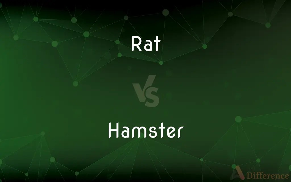 Rat vs. Hamster — What’s the Difference?