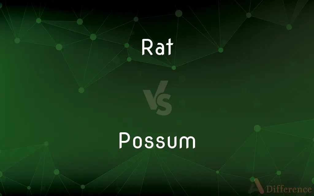 Rat vs. Possum — What’s the Difference?