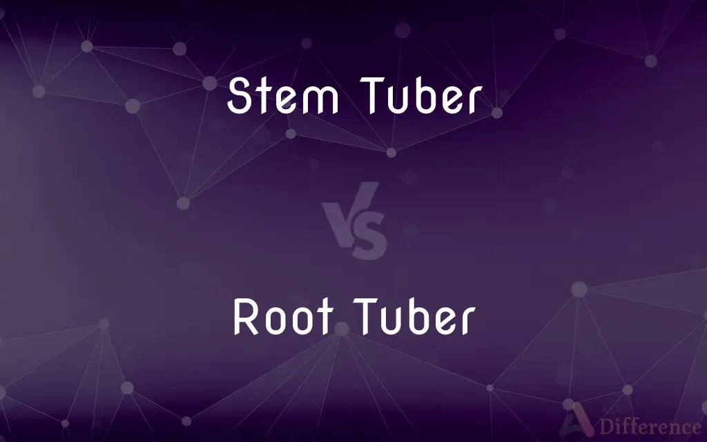 Stem Tuber vs. Root Tuber — What’s the Difference?