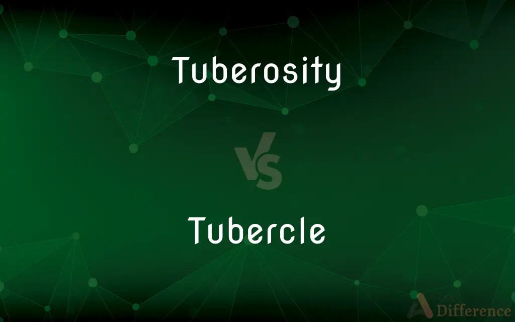 Tuberosity vs. Tubercle — What’s the Difference?
