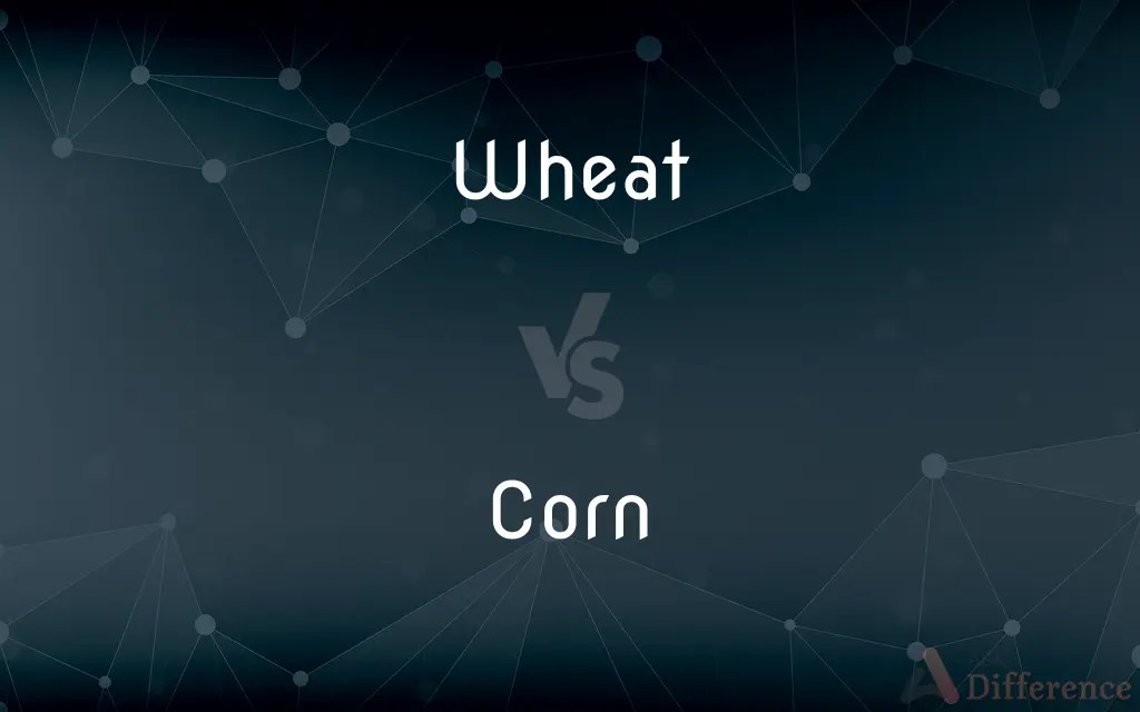 Wheat vs. Corn — What’s the Difference?
