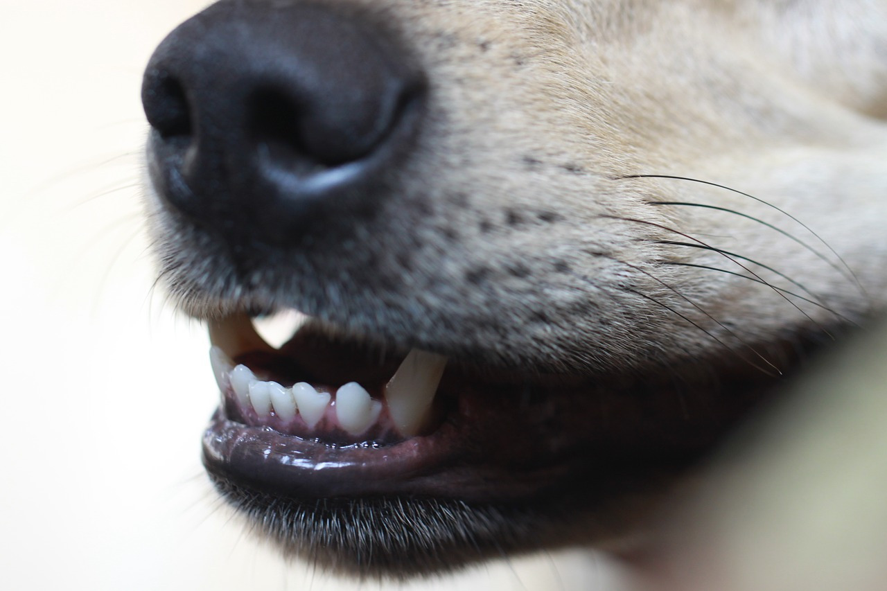 Dog Teeth Cleaning Risks Ask Fido