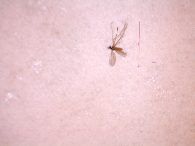 Invisible flying biting bugs