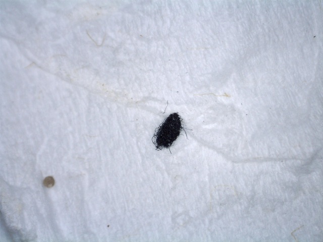 Invisible flying biting bugs