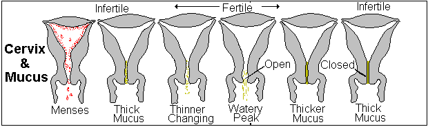 Signs Ovulation Thick Mucus ovulation signs