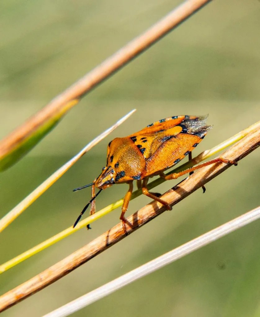 Spiritual Meaning of June Bug 9 Wonderful Signs