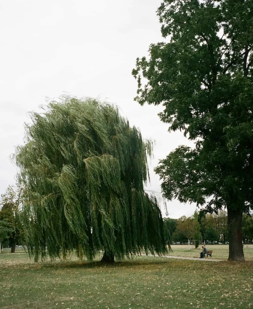 Spiritual Meaning of Willow Tree (Symbolism and Meanings)