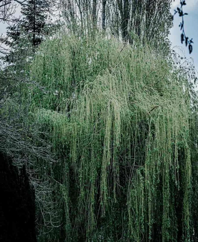 Spiritual Meaning of Willow Tree (Symbolism and Meanings)