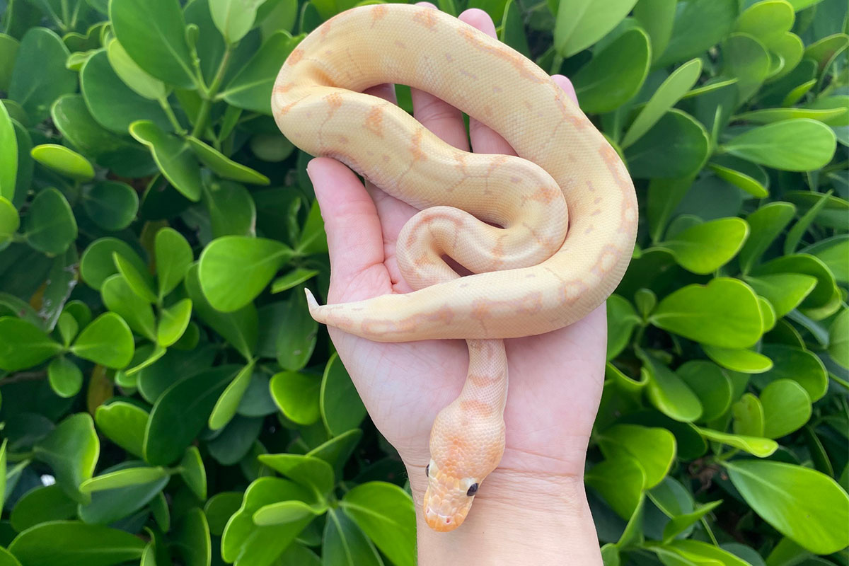 Why are ball pythons good pets to have? Asktohow