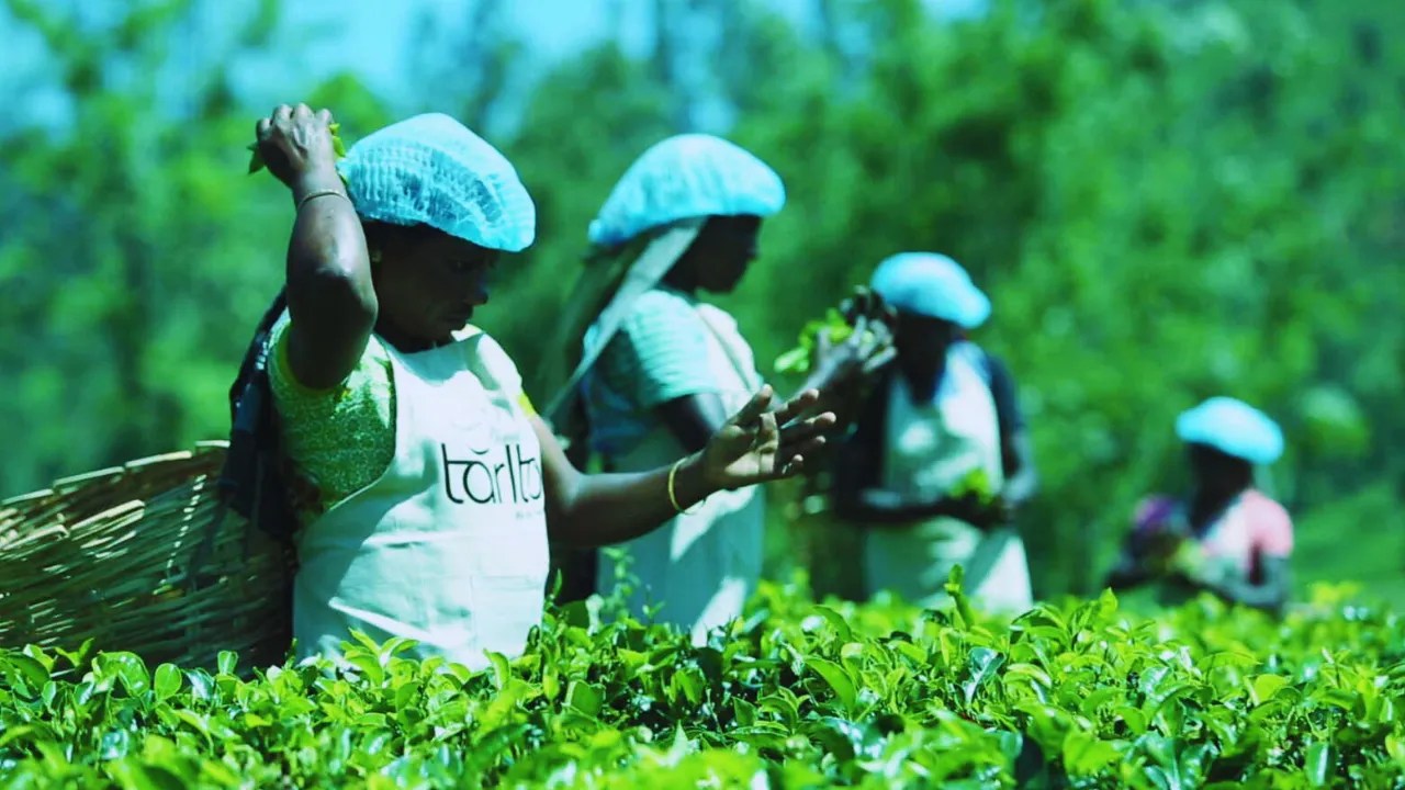 The Battle of the Brews Ceylon vs. Assam AsomLive