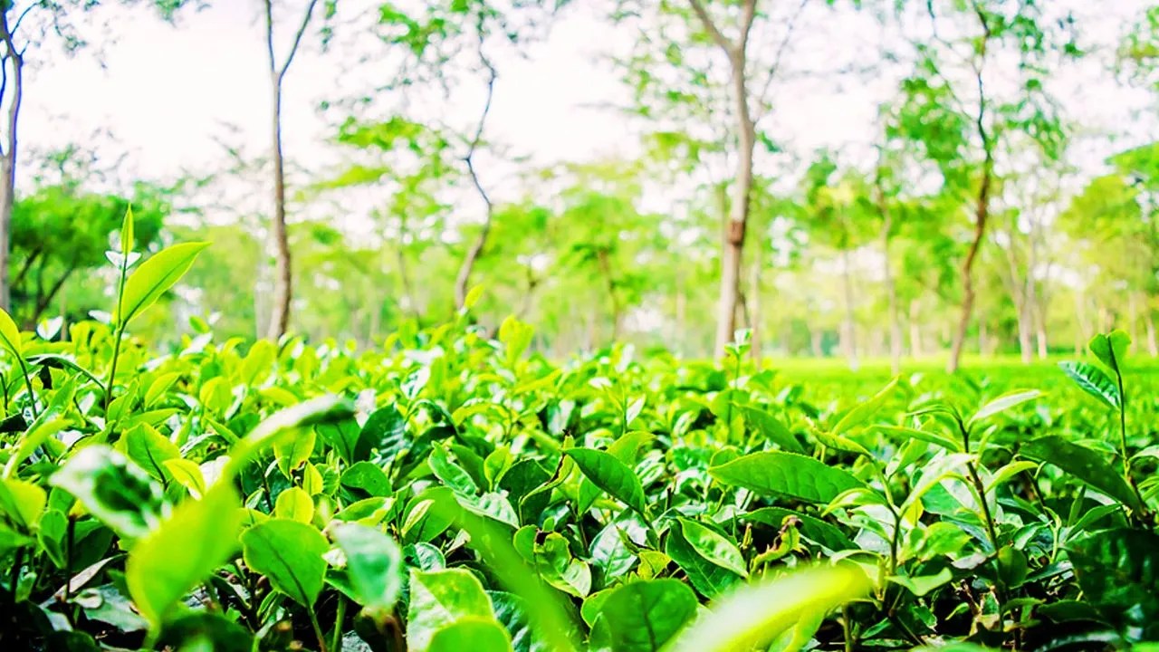 The Battle of the Brews Ceylon vs. Assam AsomLive