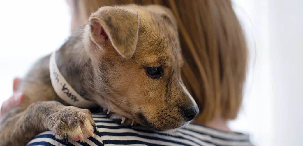 Coronavirus Keeping Your Pets Safe During the COVID19 Crisis ASPCA