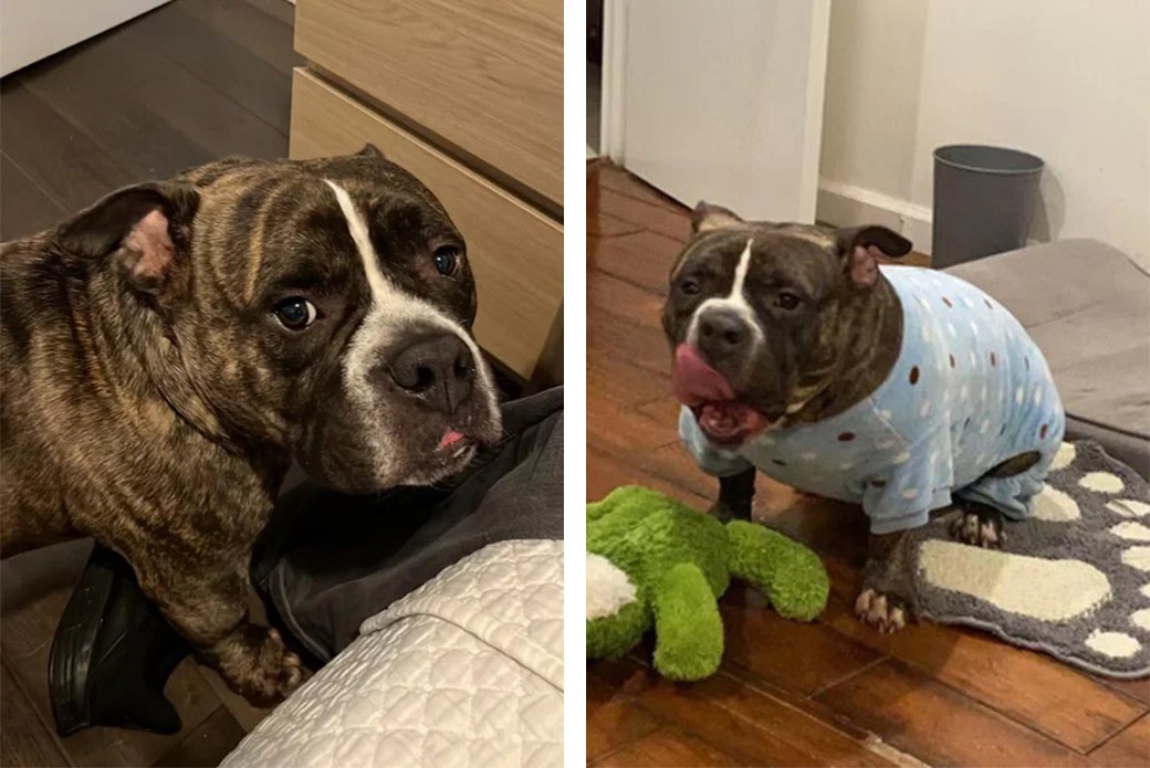Ingested Toy Turns Playtime Into Crisis for Curious Dog All My Medicine