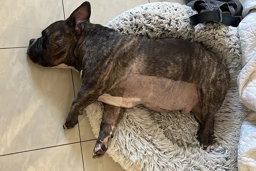 Ingested Toy Turns Playtime Into Crisis for Curious Dog All My Medicine