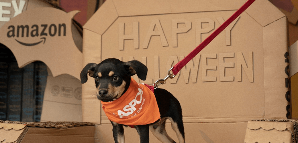 ASPCA Collaborates with Amazon Pets and Amazon’s Treasure Truck for