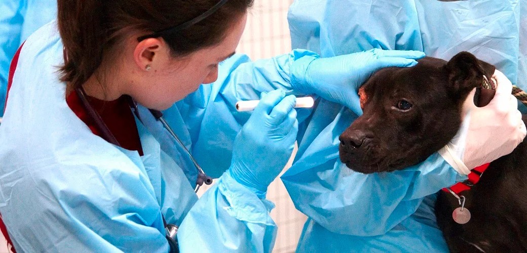 What Is Veterinary Forensic Science? Special Q&A with Dr. Rachel Touroo