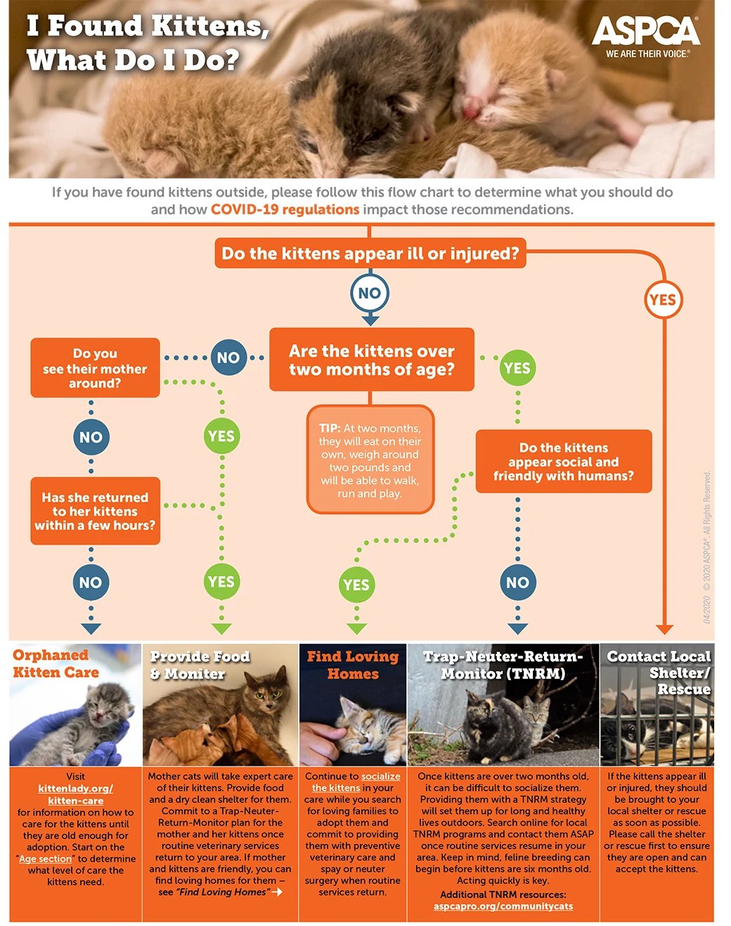 What to Do If You Find Kittens Outside ASPCA