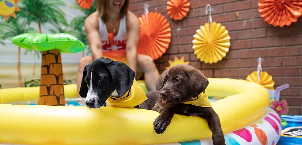 Lifeguard on Duty End the Summer with Our Puppy Pool Party ASPCA