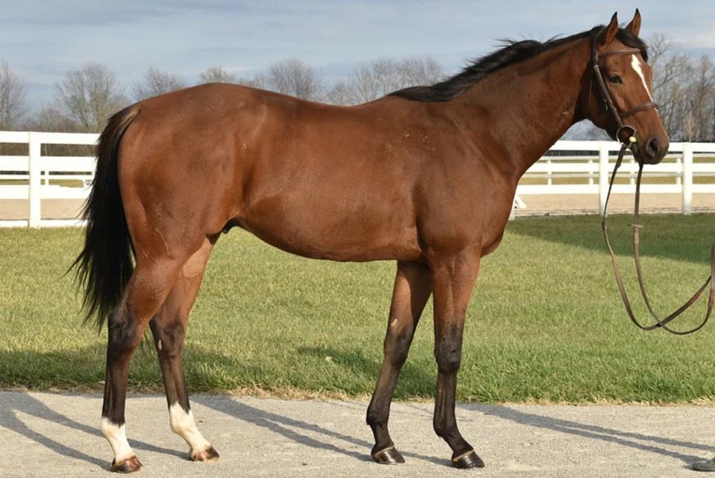 Six Horse Breeds You Should Know All My Medicine