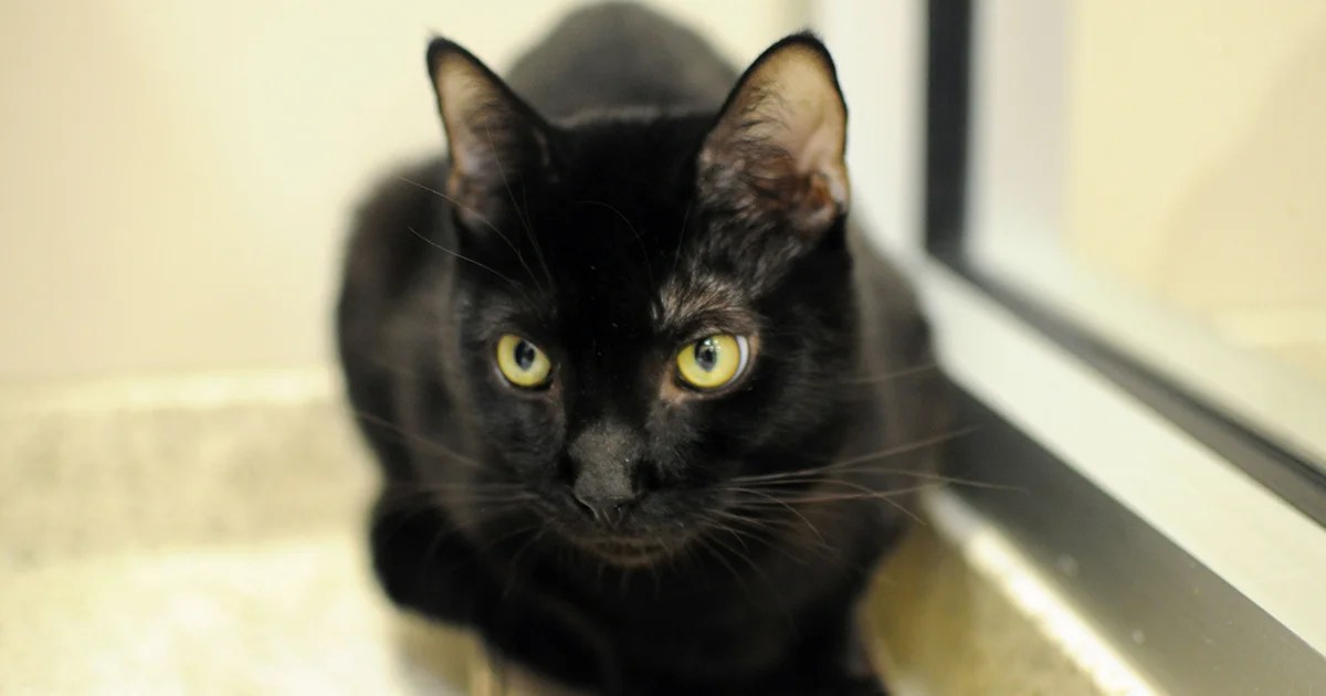 Destructive Scratching ASPCA