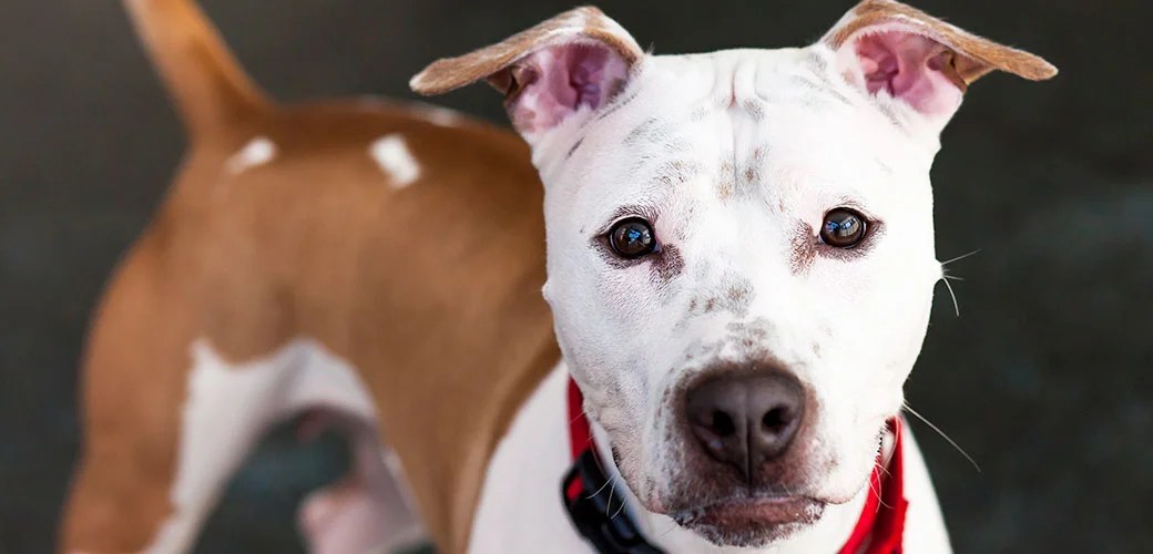 Whining ASPCA jpg (1040x500)