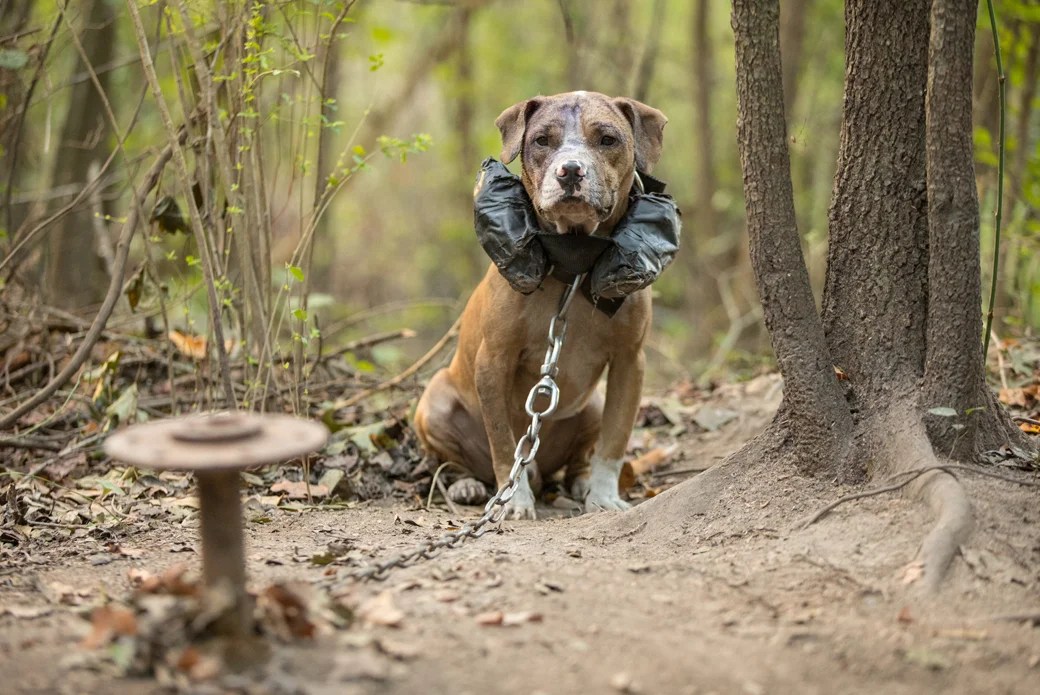 What Is Dogfighting, Why Does It Still Happen and How Can I Stop It