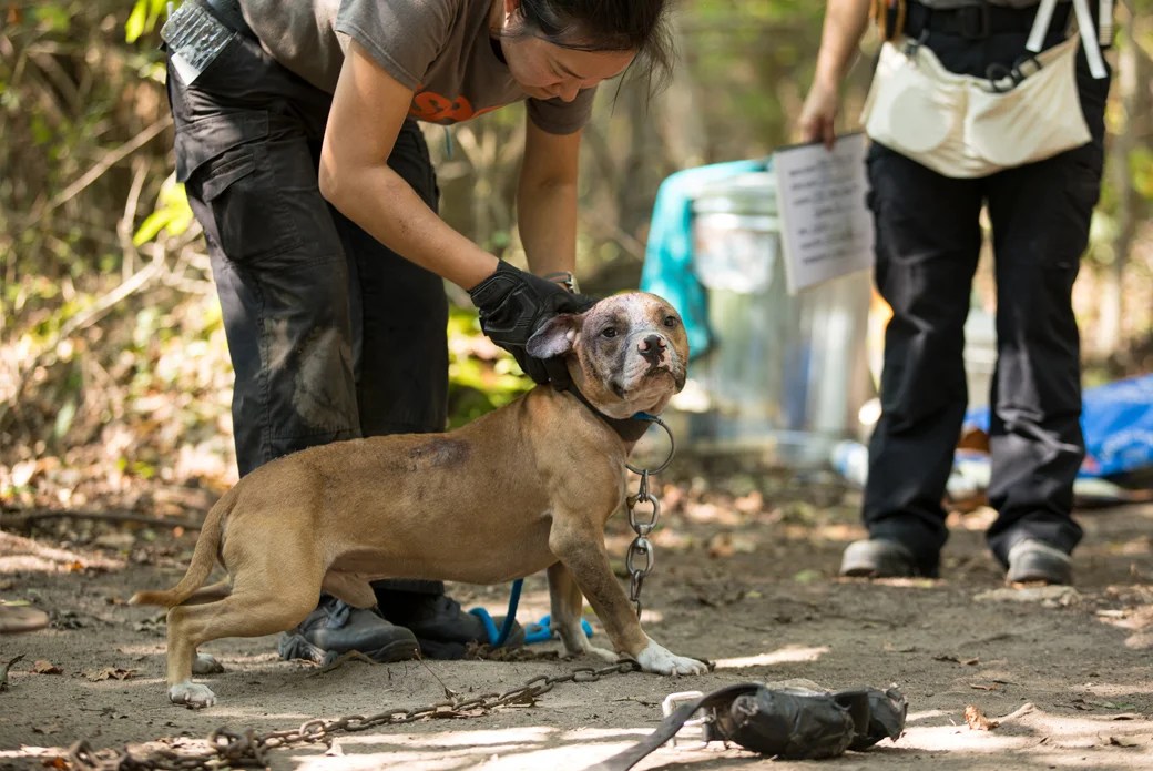 What Is Dogfighting, Why Does It Still Happen and How Can I Stop It