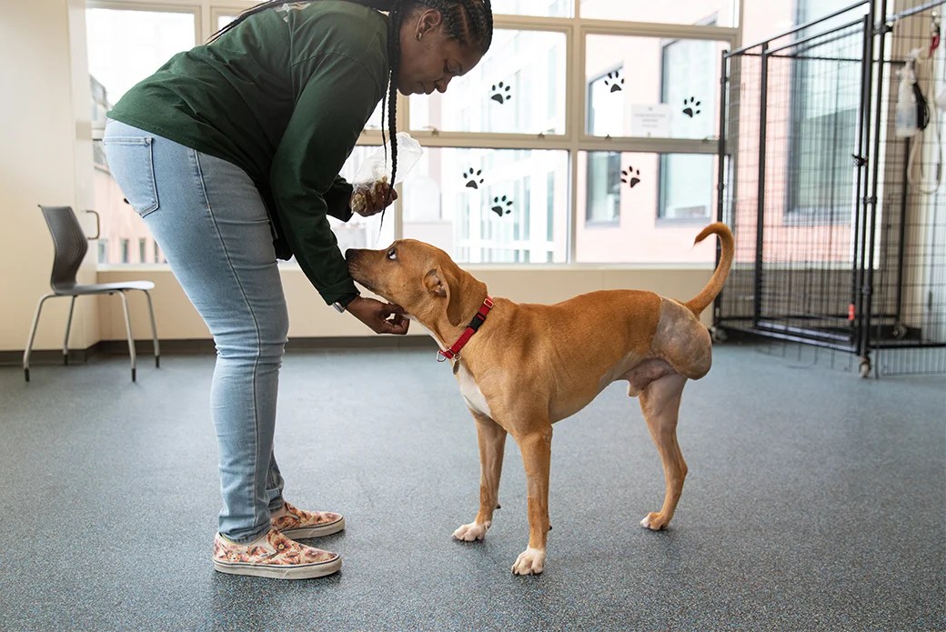 TOP DOG Barkery “Don’t Adopt That Dog!” And Some of the WORST Advice