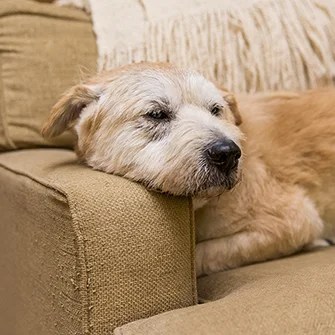 Behavior Problems In Older Dogs | Aspca