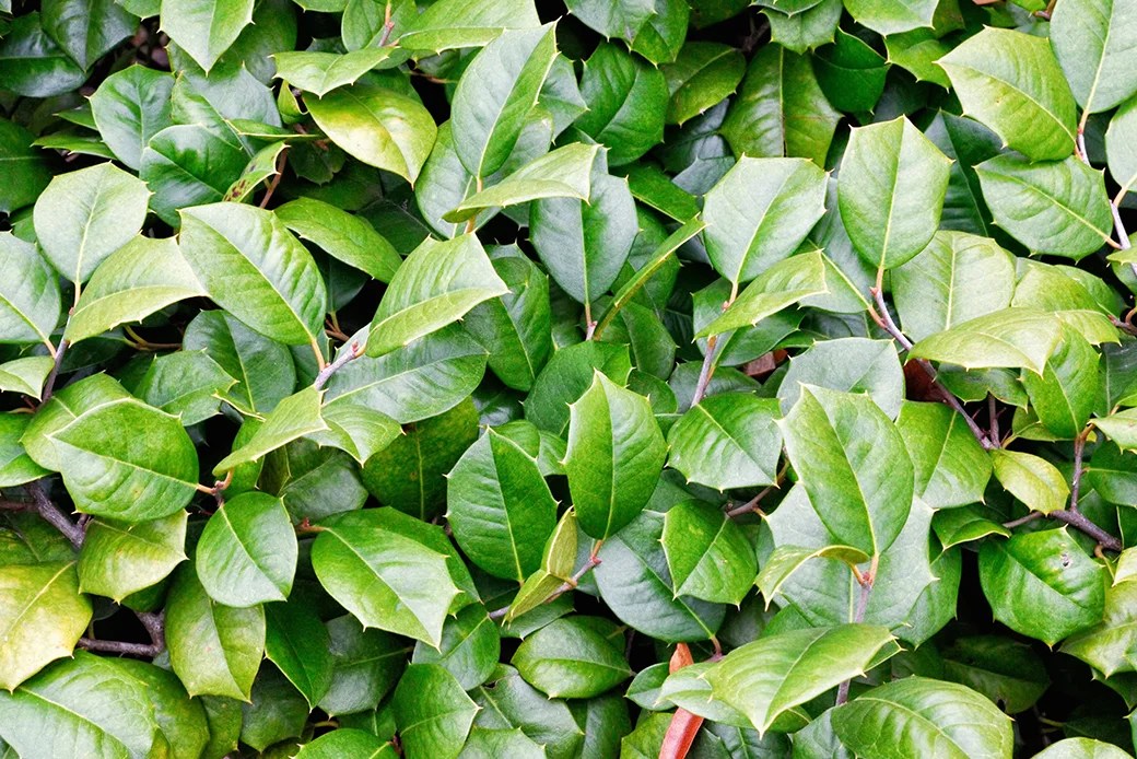 Are Holly Berries Poisonous To Cats And Dogs