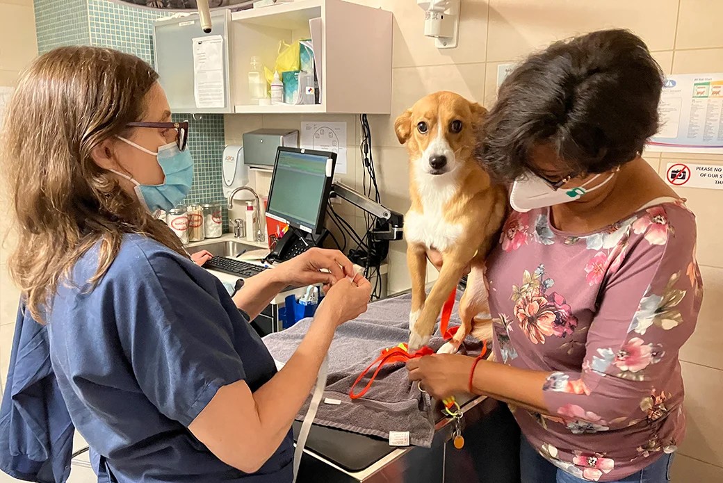 A Spectrum of Care Is the Antidote to One Dog’s Mysterious Illness ASPCA