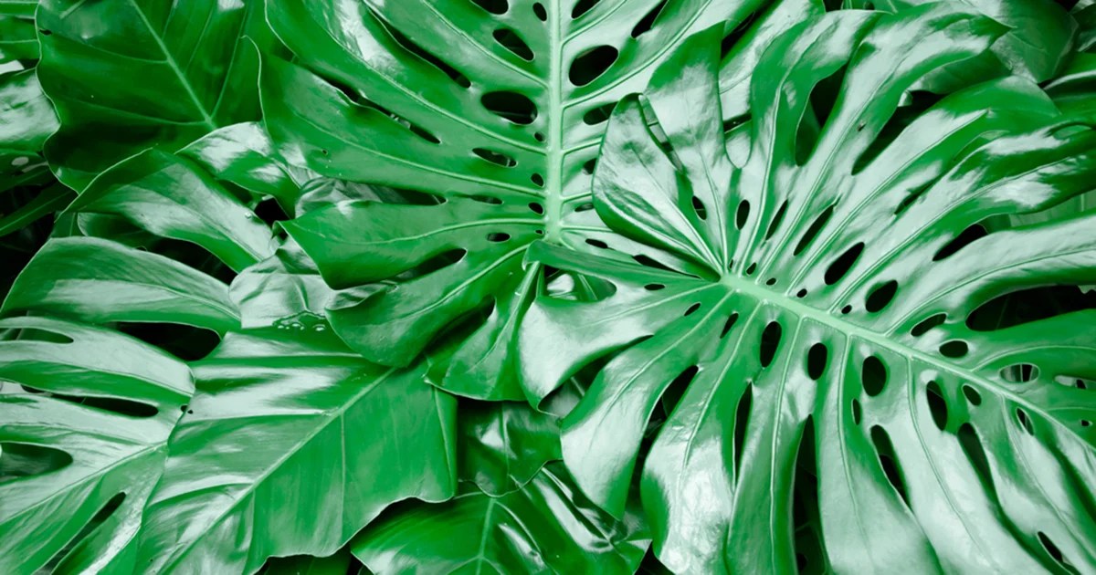 Cats and dogs don't usually know what. Philodendron Pertusum | ASPCA