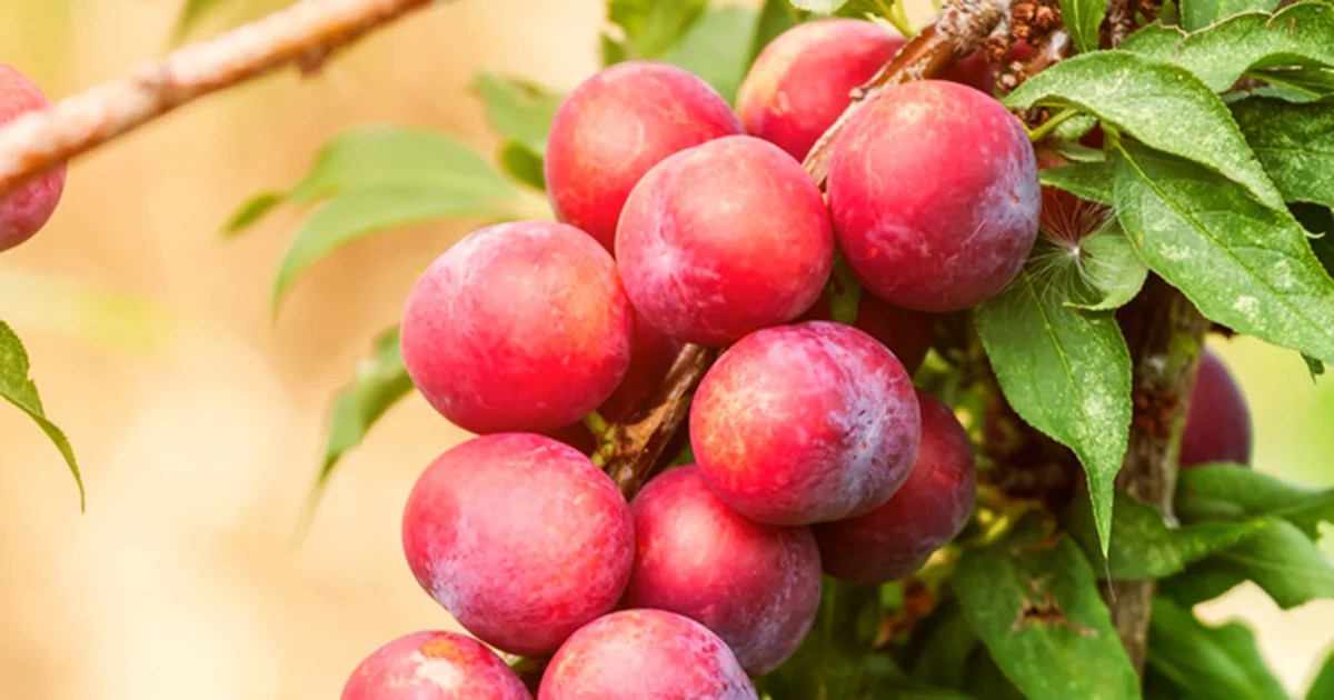 Plum ASPCA