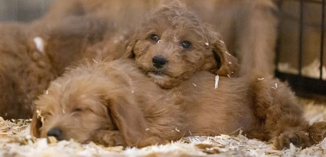 Puppy Mill Update A New Trend for Dog Breeders and Dealers? ASPCA