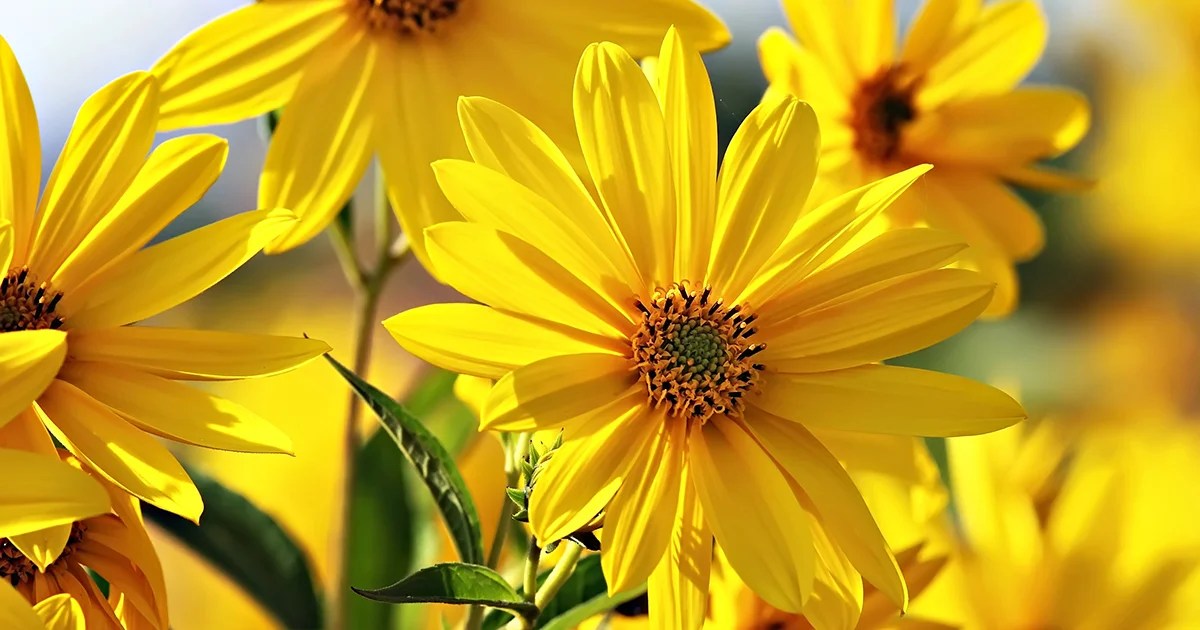 are mexican sunflowers poisonous to cats Very Much So Blogsphere