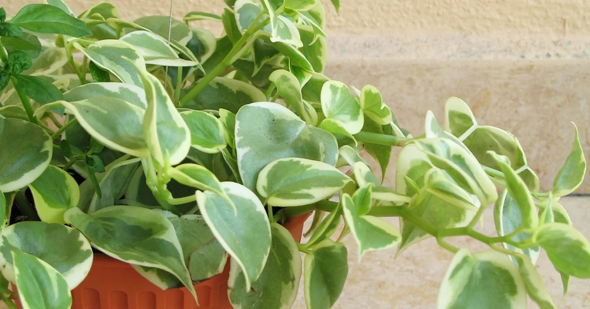 Vining Peperomia ASPCA