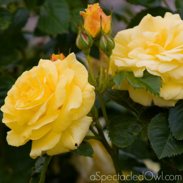 Simple Tips to Care for Your Roses A Spectacled Owl